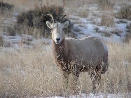 Big horn Sheep